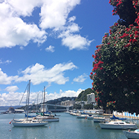 wellington harbour and pohutukawa tree